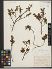 Foto von Salix waldsteiniana Willd.